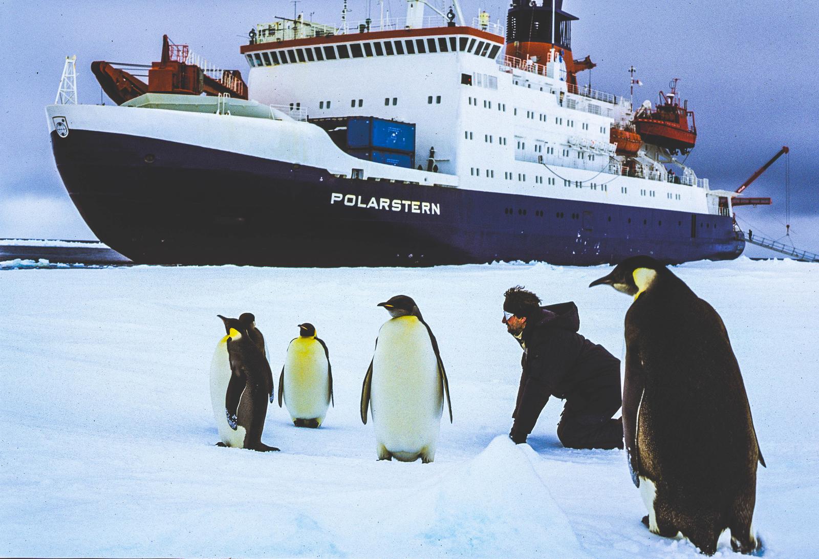 Die Pinguine sind zurück
